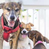 Entry image for Tala, Rocket and Enya