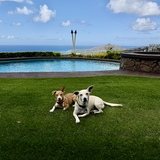 Entry image for Hoku & Kalani