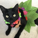 Entry image for Rosie