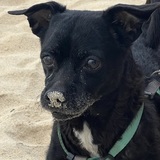 Entry image for Paco