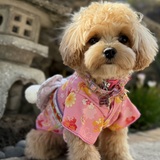 Entry image for Mochi