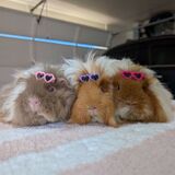 Entry image for Left to right: Sam, Roo, and Gigi