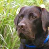 Entry image for Buddy