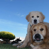 Entry image for Puppy Simba on Elder Nemo