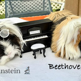 Entry image for Einstein and Beethoven 