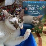 Entry image for Spot