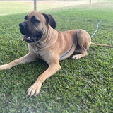 Entry image for Buster