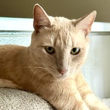 Entry image for Oliver