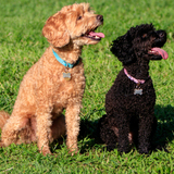 Entry image for Milo (mom) and Ogo (puppy)