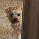 Entry image for Sweetie