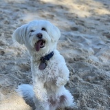 Entry image for Otis