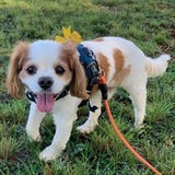 Entry image for Charlie Brown 