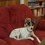 Entry image for Petey