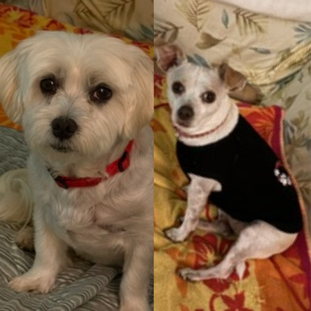 Entry image for Molly and Mervin. Clicking this image will show a larger photo