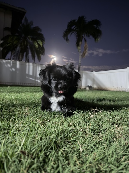 Entry image for Tsuki . Clicking this image will show a larger photo