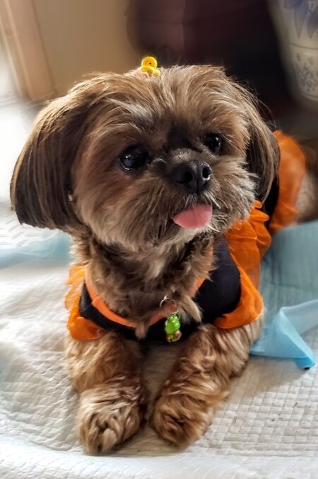 Entry image for Tawny . Clicking this image will show a larger photo