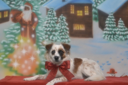 Entry image for Winnie. Clicking this image will show a larger photo