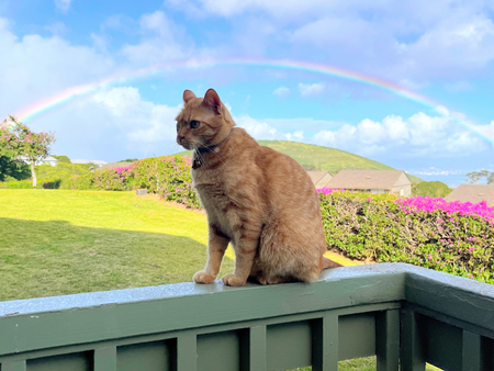 Entry image for Sandy Boy. Clicking this image will show a larger photo