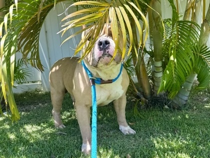 Entry image for Bowser. Clicking this image will show a larger photo