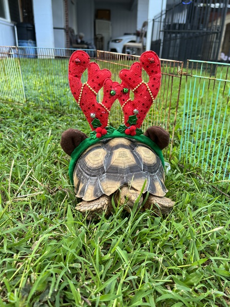 Entry image for Bowser Boo. Clicking this image will show a larger photo
