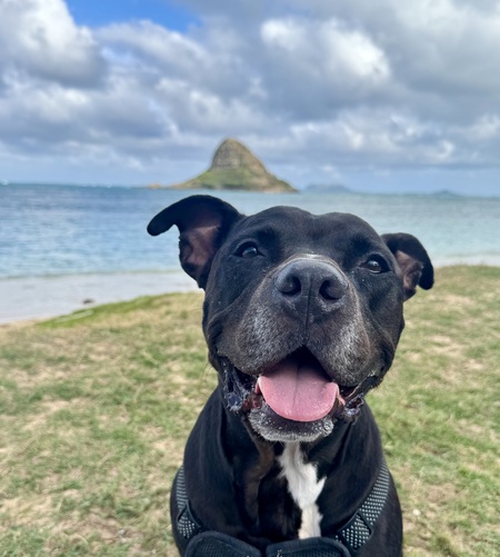 Entry image for Rufus. Clicking this image will show a larger photo