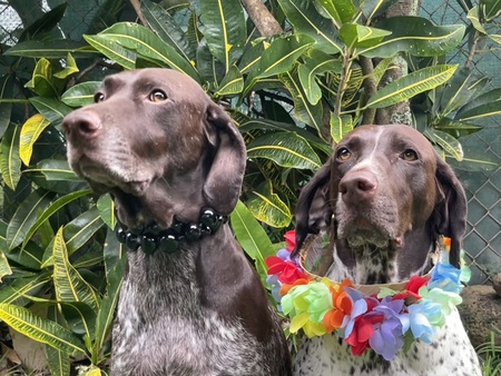 Entry image for Otis and Jedi. Clicking this image will show a larger photo