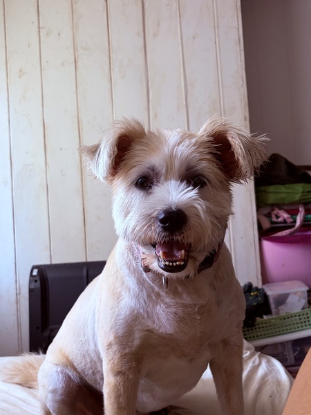 Entry image for Rolo. Clicking this image will show a larger photo