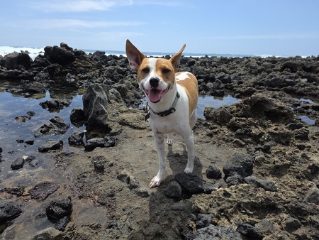 Entry image for Jax. Clicking this image will show a larger photo