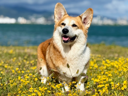 Entry image for Suki. Clicking this image will show a larger photo