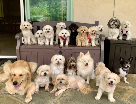Entry image for Canine Concierge Ohana. Clicking this image will show a larger photo