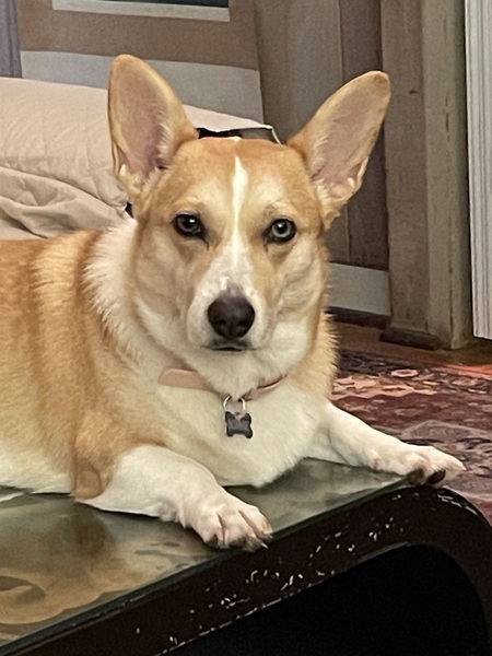 Entry image for Bonnie. Clicking this image will show a larger photo