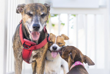 Entry image for Tala, Rocket and Enya. Clicking this image will show a larger photo
