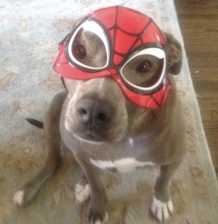 Entry image for Boo. Clicking this image will show a larger photo