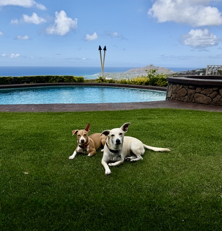 Entry image for Hoku & Kalani. Clicking this image will show a larger photo