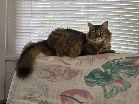 Entry image for Mia. Clicking this image will show a larger photo