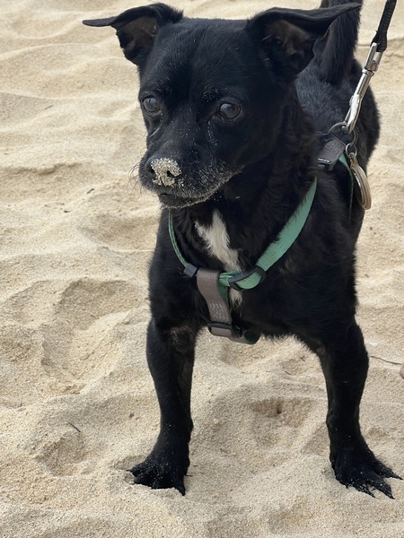 Entry image for Paco. Clicking this image will show a larger photo