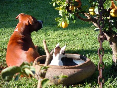 Entry image for Uno and Domino. Clicking this image will show a larger photo