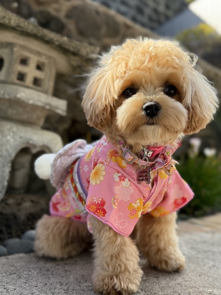 Entry image for Mochi. Clicking this image will show a larger photo