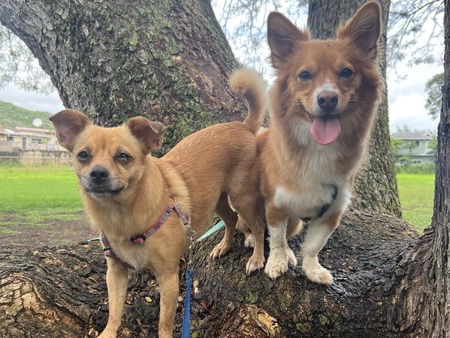 Entry image for Zoey / Bodhi. Clicking this image will show a larger photo