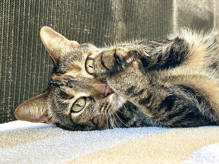 Entry image for Cinnamon. Clicking this image will show a larger photo