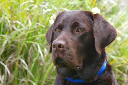 Entry image for Buddy. Clicking this image will show a larger photo