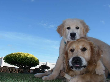 Entry image for Puppy Simba on Elder Nemo. Clicking this image will show a larger photo