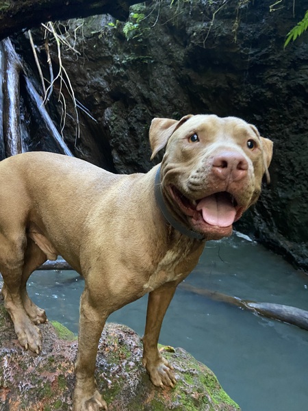 Entry image for Moose. Clicking this image will show a larger photo