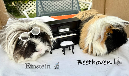 Entry image for Einstein and Beethoven . Clicking this image will show a larger photo