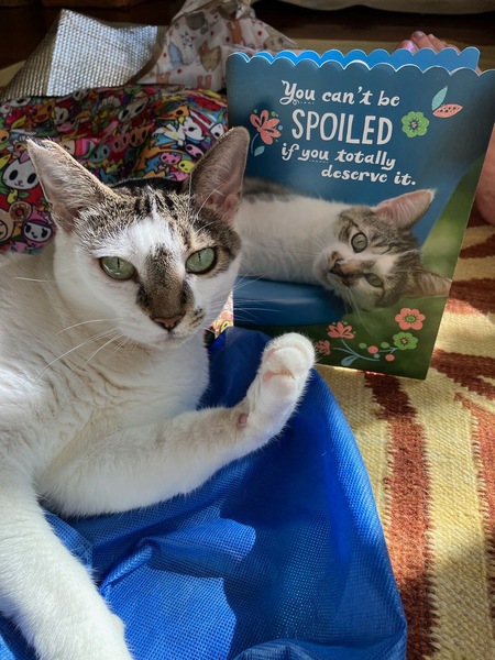 Entry image for Spot. Clicking this image will show a larger photo