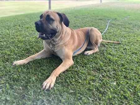 Entry image for Buster. Clicking this image will show a larger photo