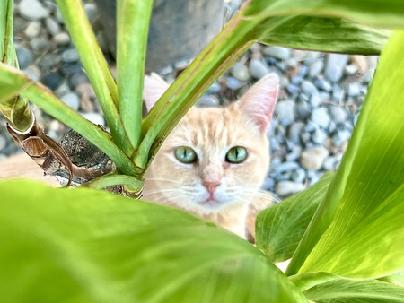 Entry image for Ivy. Clicking this image will show a larger photo