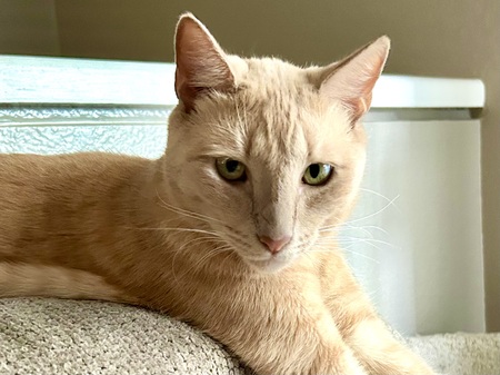Entry image for Oliver. Clicking this image will show a larger photo