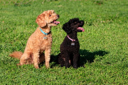 Entry image for Milo (mom) and Ogo (puppy). Clicking this image will show a larger photo