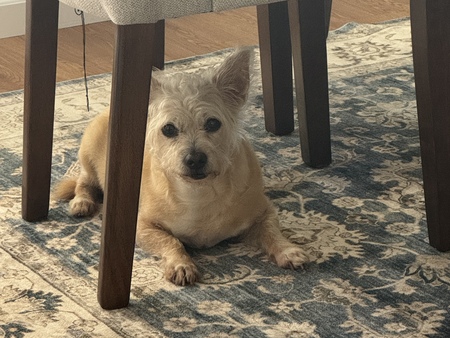 Entry image for Milo. Clicking this image will show a larger photo